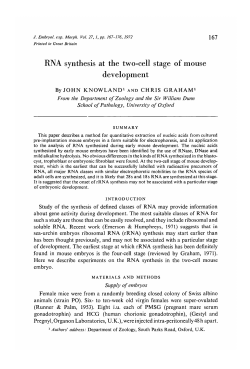 RNA synthesis at the two-cell stage of mouse development