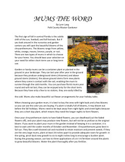 Mums the Word - UF/IFAS Extension Polk County