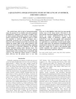 Lung morphology of an ostrich - Journal of Experimental Biology