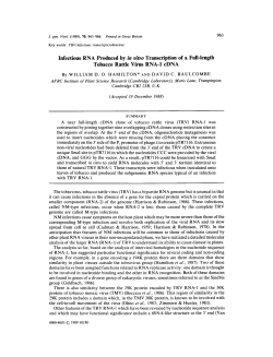 Infectious RNA Produced by in vitro Transcription of a Full