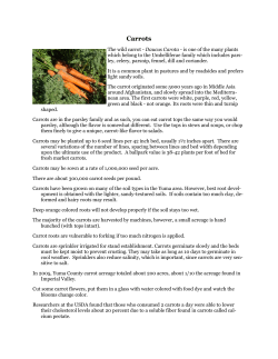 Carrots