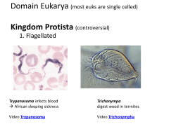 Kingdom Protista (controversial)