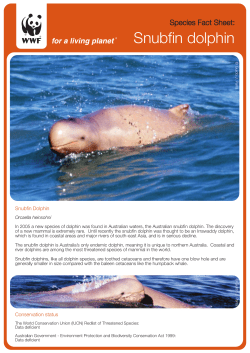 Snubfin dolphin - WWF