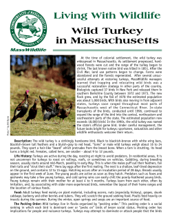 Living with Wild Turkeys