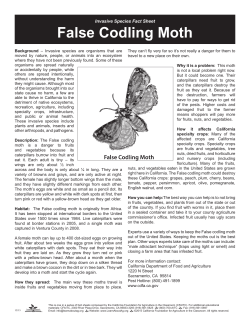 False Codling Moth - California Foundation for Agriculture in the