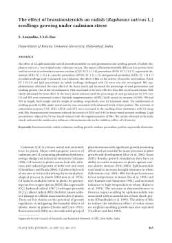 The effect of brassinosteroids on radish (Raphanus sativus L