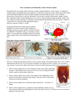 How to Identify and Misidentify a Brown Recluse Spider