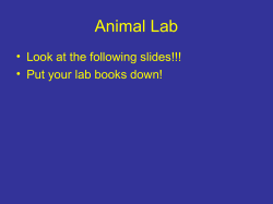 Animal Lab