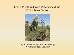Edible Plants and Wild Resources of the Chihuahuan Desert