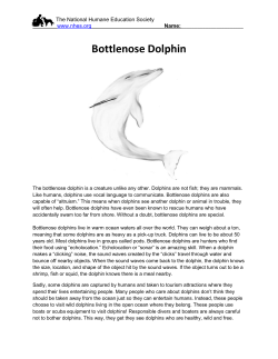 Bottlenose Dolphin