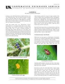ladybugs - Entomology