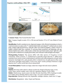 Pangshura smithii pallidipes