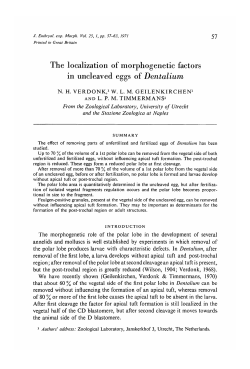 The localization of morphogenetic factors in