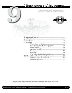 Freshwater Jellyfish