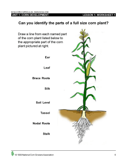 Can you identify the parts of a full size corn plant?