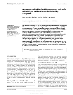Ammonia oxidation by Nitrosomonas eutropha with NO2 as oxidant