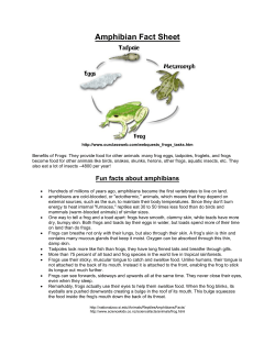 Amphibian Fact Sheet