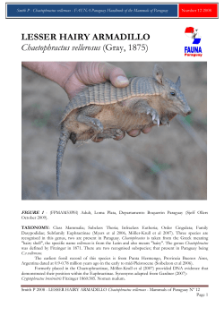 LESSER HAIRY ARMADILLO Chaetophractus vellerosus (Gray, 1875)