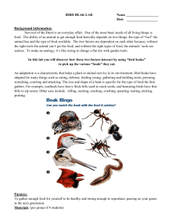 bird beak lab