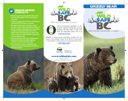 GRIZZLY BEAR
