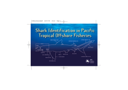 Shark identification
