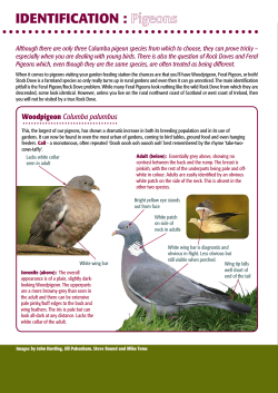 IDENTIFICATION : Pigeons