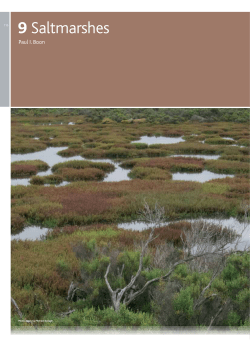 Saltmarshes - Melbourne Water