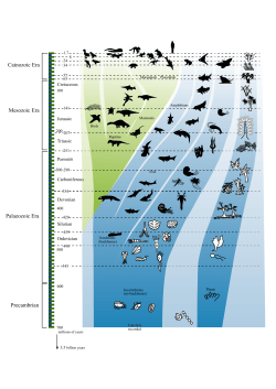Cainozoic Era Mesozoic Era Palaeozoic Era Precambrian