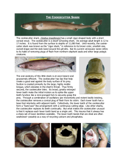 THE COOKIECUTTER SHARK - Friends of the Elephant Seal