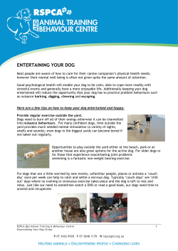 Entertaining Your Dog 10