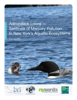 Adirondack Loons &mdash; Sentinels of Mercury Pollution In New York`s