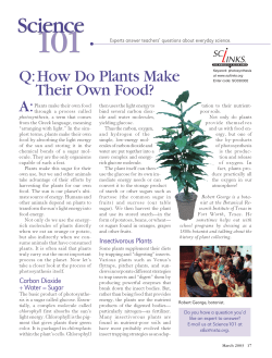 How Do Plants Make Their Own Food?