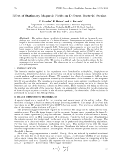 Effect of Stationary Magnetic Fields on Different Bacterial Strains