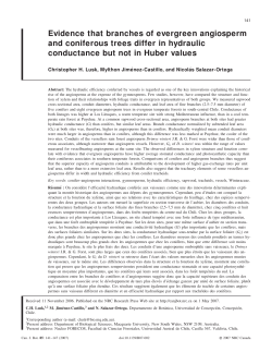 Evidence that branches of evergreen angiosperm and coniferous