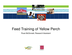 Feed Training of Yellow Perch