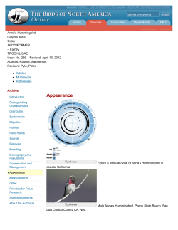 Anna`s Hummingbird &mdash; Appearance &mdash; Birds of North America Online