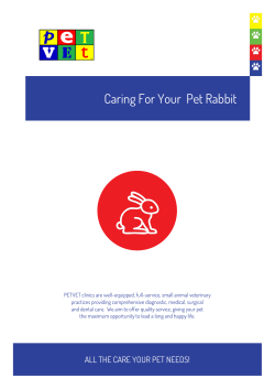 Caring For Your Pet Rabbit