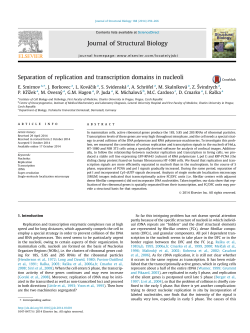 Separation of replication and transcription domains in