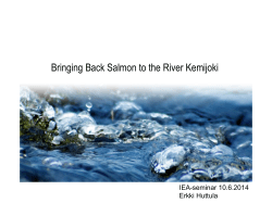 Bringing Back Salmon to the River Kemijoki