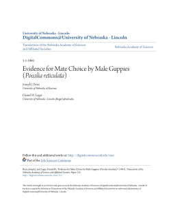 Evidence for Mate Choice by Male Guppies
