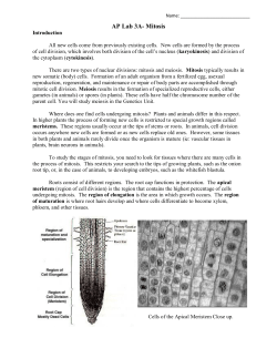 AP Lab 3A- Mitosis