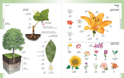 plant flower - QA International