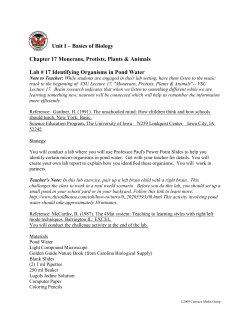 Lab Activity 17 Monerans, Protists, Plants and Animals