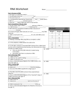 RNA Worksheet
