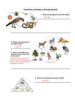 Food Chains, Food Webs, and Energy Pyramids