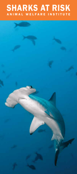 sharks at risk - Animal Welfare Institute