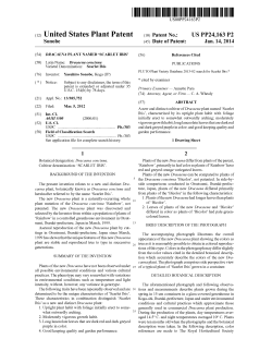 Dracaena plant named `Scarlet Ibis`