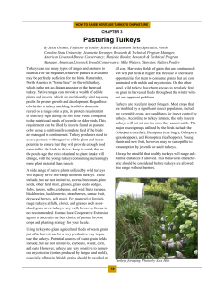 Pasturing turkeys - The Livestock Conservancy