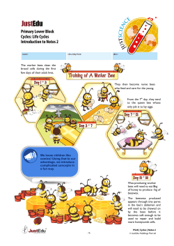 Primary Lower Block Cycles: Life Cycles Introduction to Notes 2