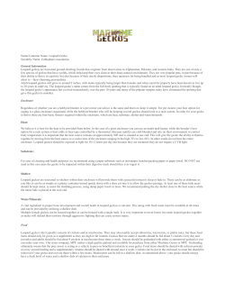 Name/Common Name: Leopard Gecko Scientific